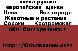 лайка русско-европейская (щенки) › Цена ­ 5 000 - Все города Животные и растения » Собаки   . Костромская обл.,Волгореченск г.